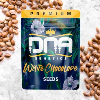 White Chocolope (DNA Genetics)
