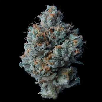 ZALLAH BREAD (DNA Genetics)