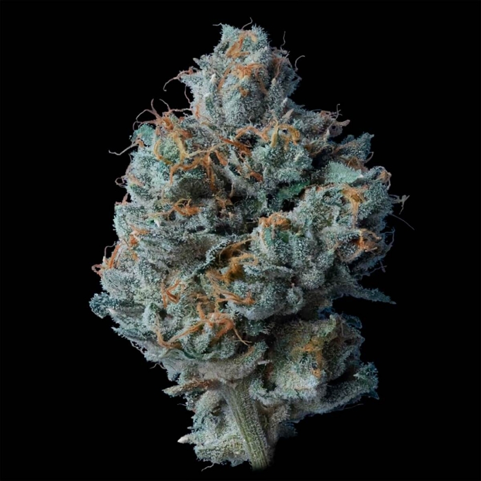 ZALLAH BREAD (DNA Genetics)