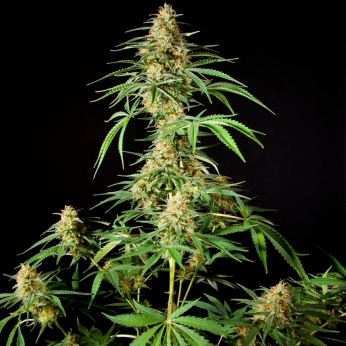 PHILO SKUNK (Philosopher Seeds)