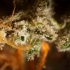 PHILO SKUNK (Philosopher Seeds)