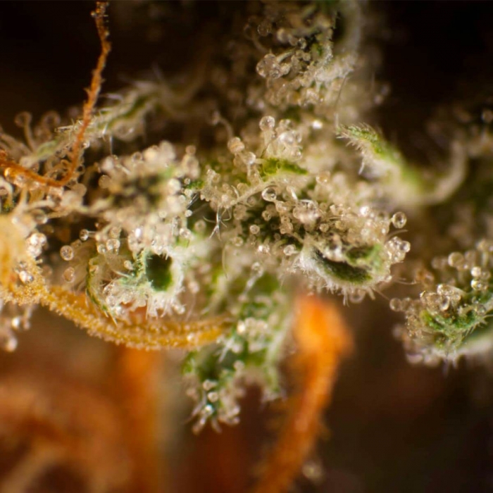 PHILO SKUNK (Philosopher Seeds)