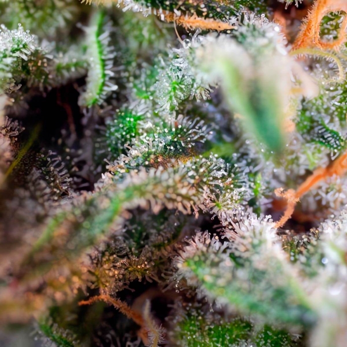 S.A.D. (Sweet Seeds) - Semillas feminizadas de marihuana