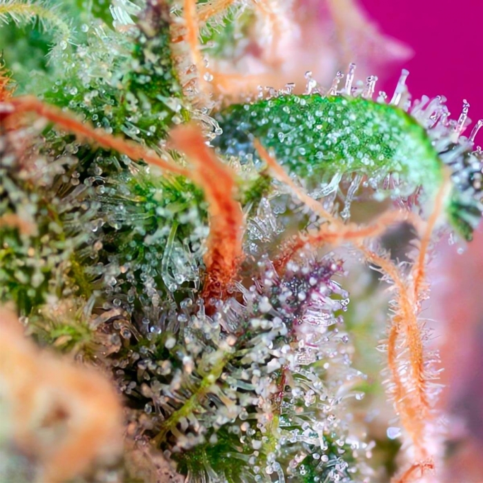 S.A.D. (Sweet Seeds) - Semillas feminizadas de marihuana