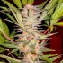 S.A.D - Sweet Afgani Delicious S1 (Sweet Seeds)