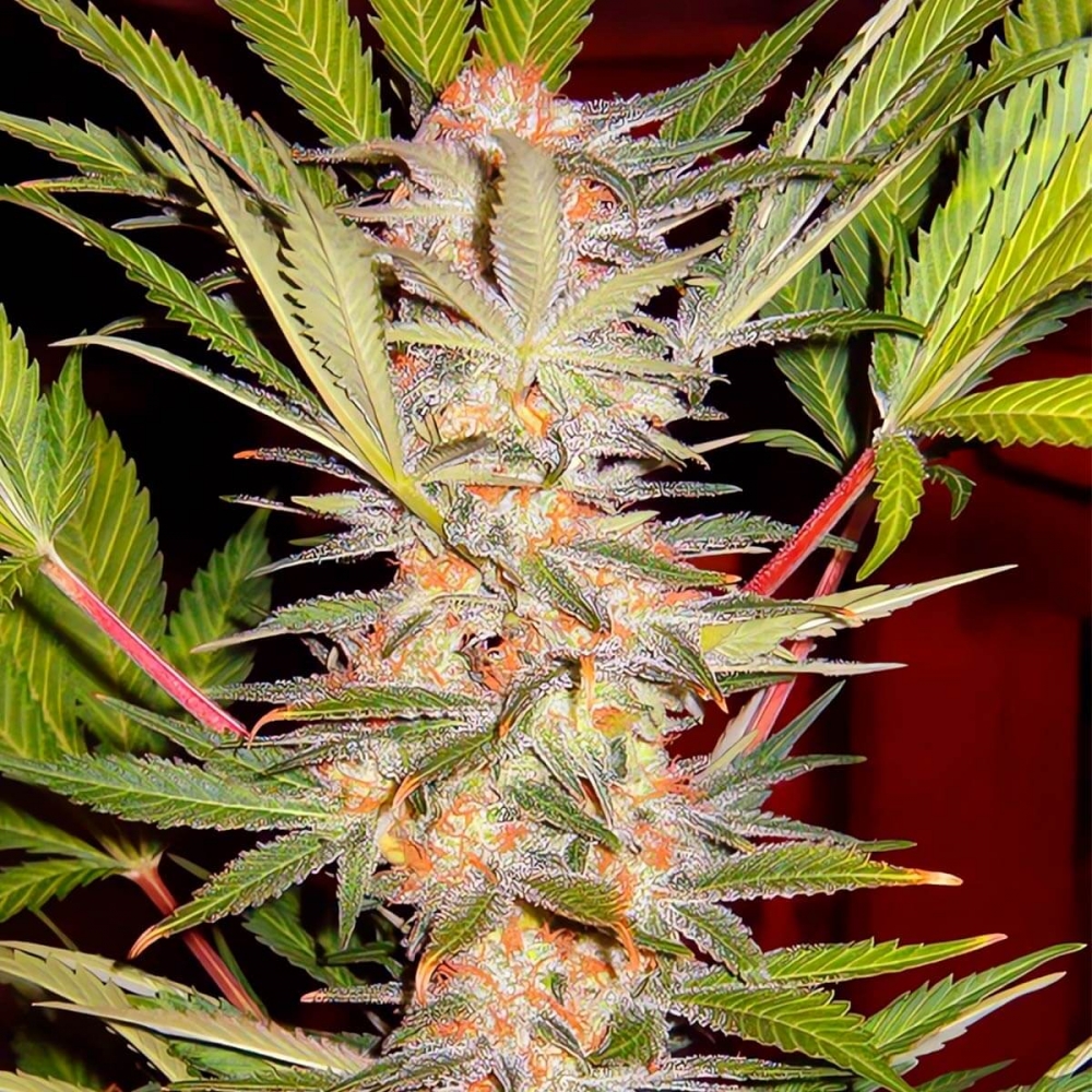 S.A.D. (Sweet Seeds) - Semillas feminizadas de marihuana
