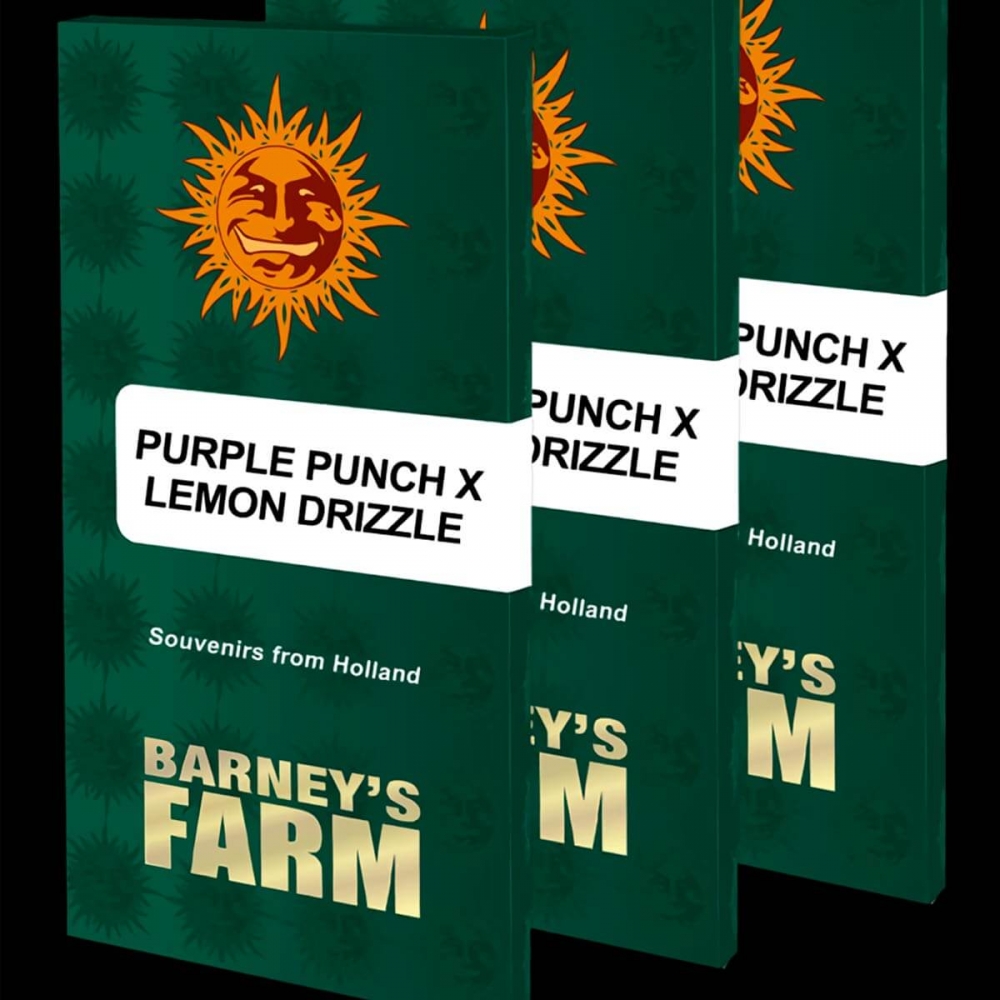 PURPLE PUNCH X LEMON DRIZZLE (Barney's Farm Seeds)