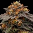 Semillas de marihuana feminizadas SHIMO (Ripper Seeds)