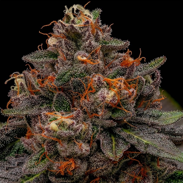 KORENJI (Ripper Seeds) - Semillas de marihuana feminizadas