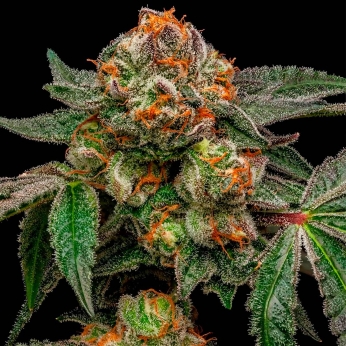 ZAKE (Ripper Seeds) Semilla marihuana feminizada.