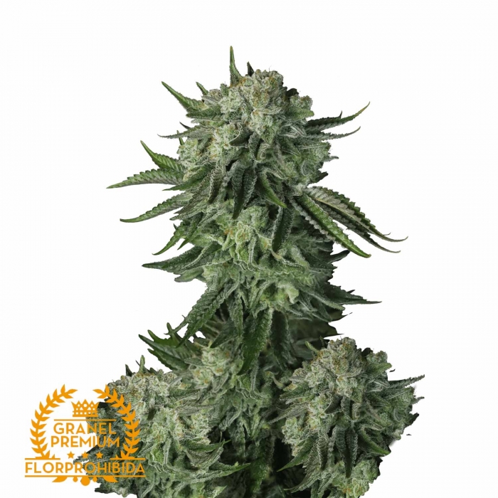 Semillas de marihuana a granel de Auto Moby x Moby