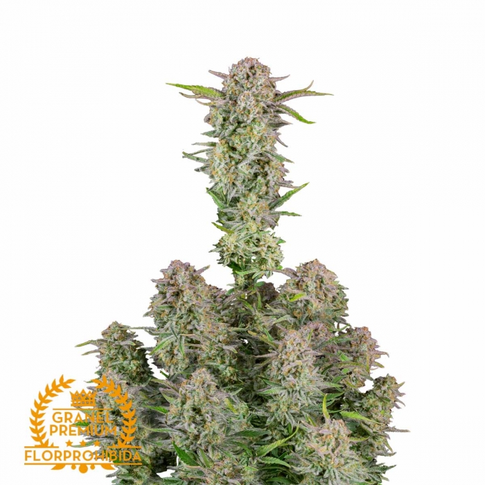 Semillas Auto Bruce Banner de marihuana feminizadas a Granel Premium FP