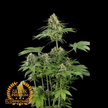 Semillas a granel Moby Dick. Marihuana de calidad Premium
