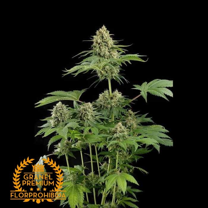 Semillas a granel Moby Dick. Marihuana de calidad Premium