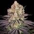 RUNTZ (Barney's Farm Seeds)