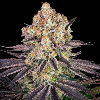 RUNTZ (Barney's Farm Seeds)