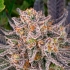 RUNTZ (Barney's Farm Seeds)