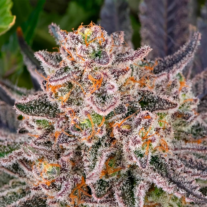 RUNTZ (Barney's Farm Seeds)