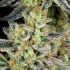 RUNTZ (Barney's Farm Seeds)
