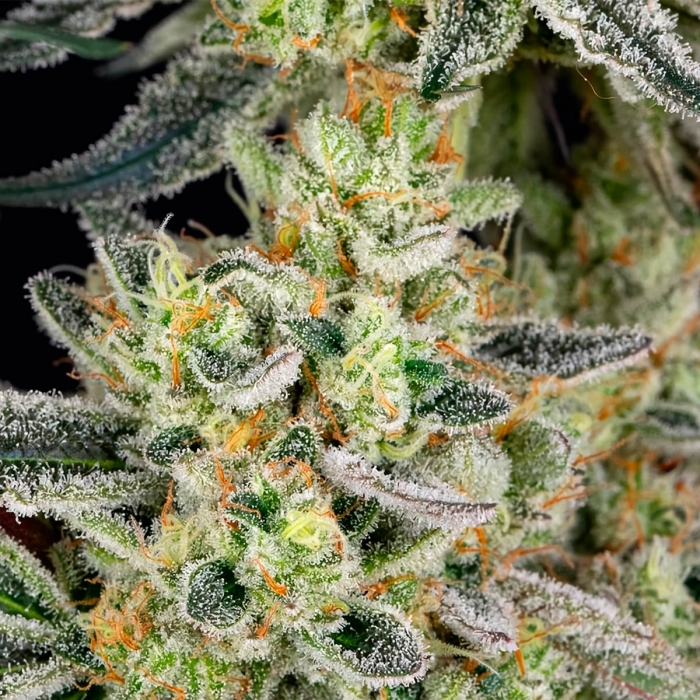 RUNTZ (Barney's Farm Seeds)