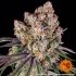 ICE CREAM CAKE (Barney's Farm Seeds)
