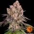 ICE CREAM CAKE (Barney's Farm Seeds)