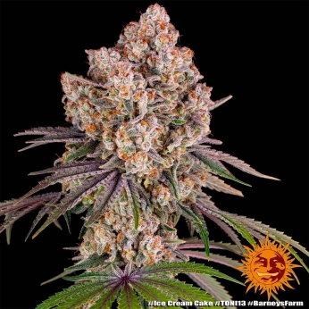 ICE CREAM CAKE (Barney's Farm Seeds)