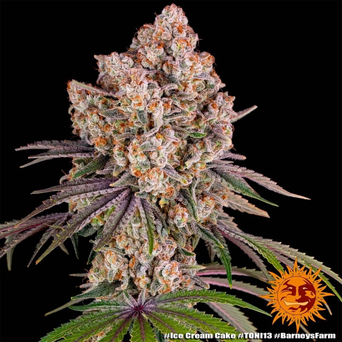 ICE CREAM CAKE (Barney's Farm Seeds)