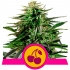 CHERRY PIE (Royal Queen Seeds)