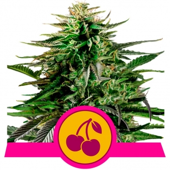 CHERRY PIE (Royal Queen Seeds)