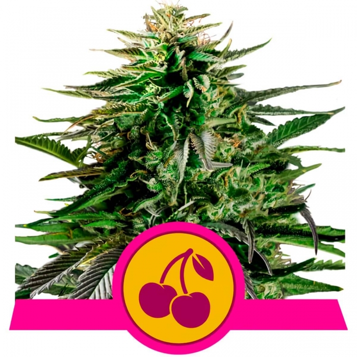 CHERRY PIE (Royal Queen Seeds)