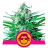 GRAPE APE (Royal Queen Seeds)