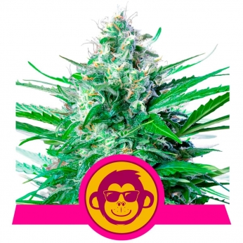 GRAPE APE (Royal Queen Seeds)