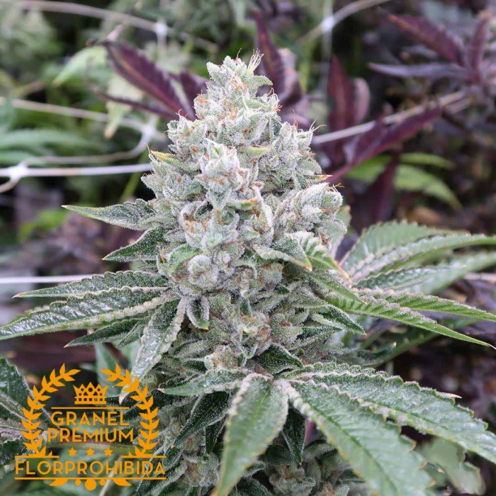 Dos y Dos a granel. Semillas de marihuana de granel de la genética Do Si Dos