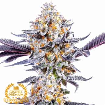 Dos y Dos a granel. Semillas de marihuana de granel de la genética DoSiDos