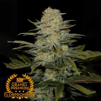 Semillas a granel de marihuana Tropical Piña de calidad PREMIUM