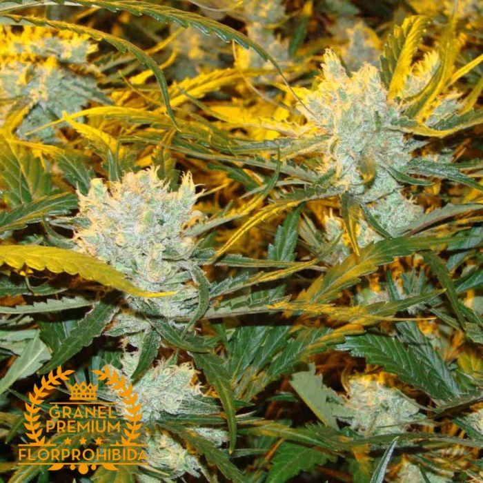 Semillas de marihuana a Granel Amensia 17X