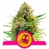 TRAINWRECK (Royal Queen Seeds)