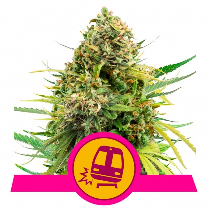 TRAINWRECK (Royal Queen Seeds)