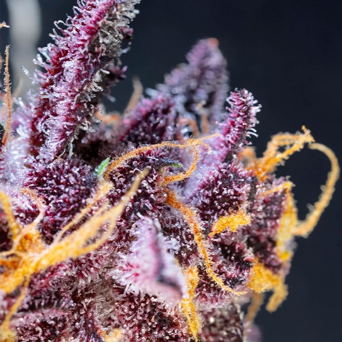 Semilla de marihuana feminizada autofloreciente AUTO DIABLO ROJO XL (Sweet Seeds)