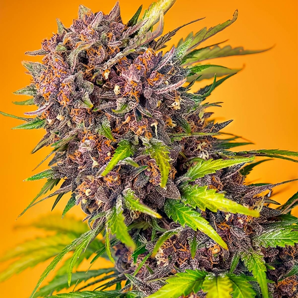 Semilla de marihuana feminizada autofloreciente AUTO DIABLO ROJO XL (Sweet Seeds)