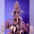 Semilla de marihuana autofloreciente BLACK MUFFIN F1 FAST VERSION (Sweet Seeds)