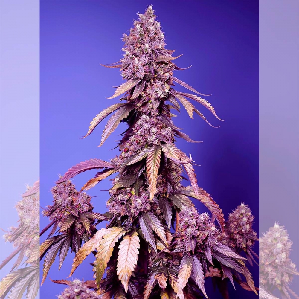 Semilla de marihuana autofloreciente BLACK MUFFIN F1 FAST VERSION (Sweet Seeds)