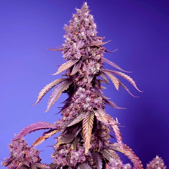 Semilla de marihuana autofloreciente BLACK MUFFIN F1 FAST VERSION (Sweet Seeds)