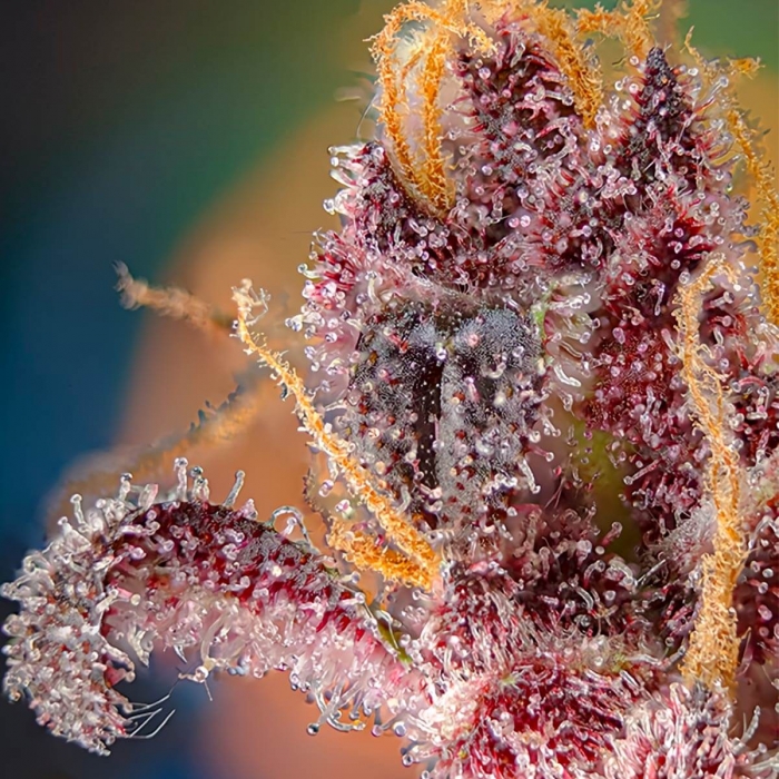 Semilla de marihuana autofloreciente BLACK MUFFIN F1 FAST VERSION (Sweet Seeds)