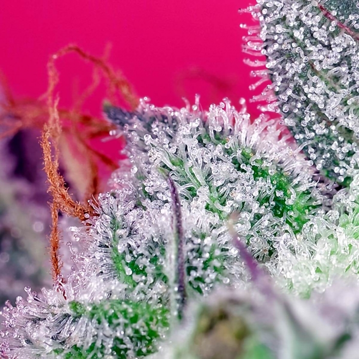 Semillas de marihuana feminizadas PAPAYA ZOAP F1 FAST VERSION (Sweet Seeds)