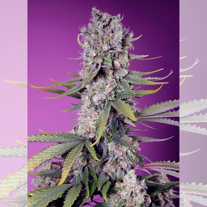 Semillas de marihuana feminizadas PAPAYA ZOAP F1 FAST VERSION (Sweet Seeds)