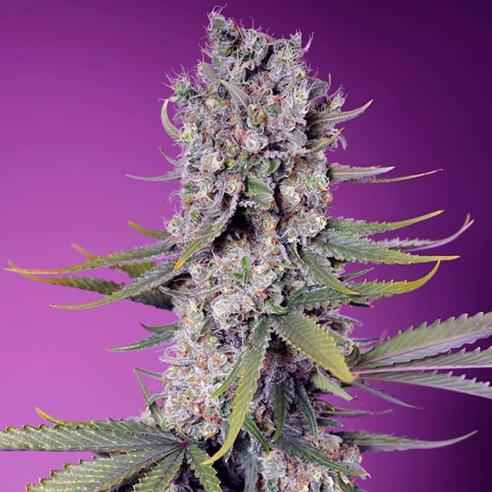 Semillas de marihuana feminizadas PAPAYA ZOAP F1 FAST VERSION (Sweet Seeds)