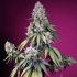 Semillas de marihuana feminizadas autoflorecientes AUTO JEALOUSY Z XL (Sweet Seeds)