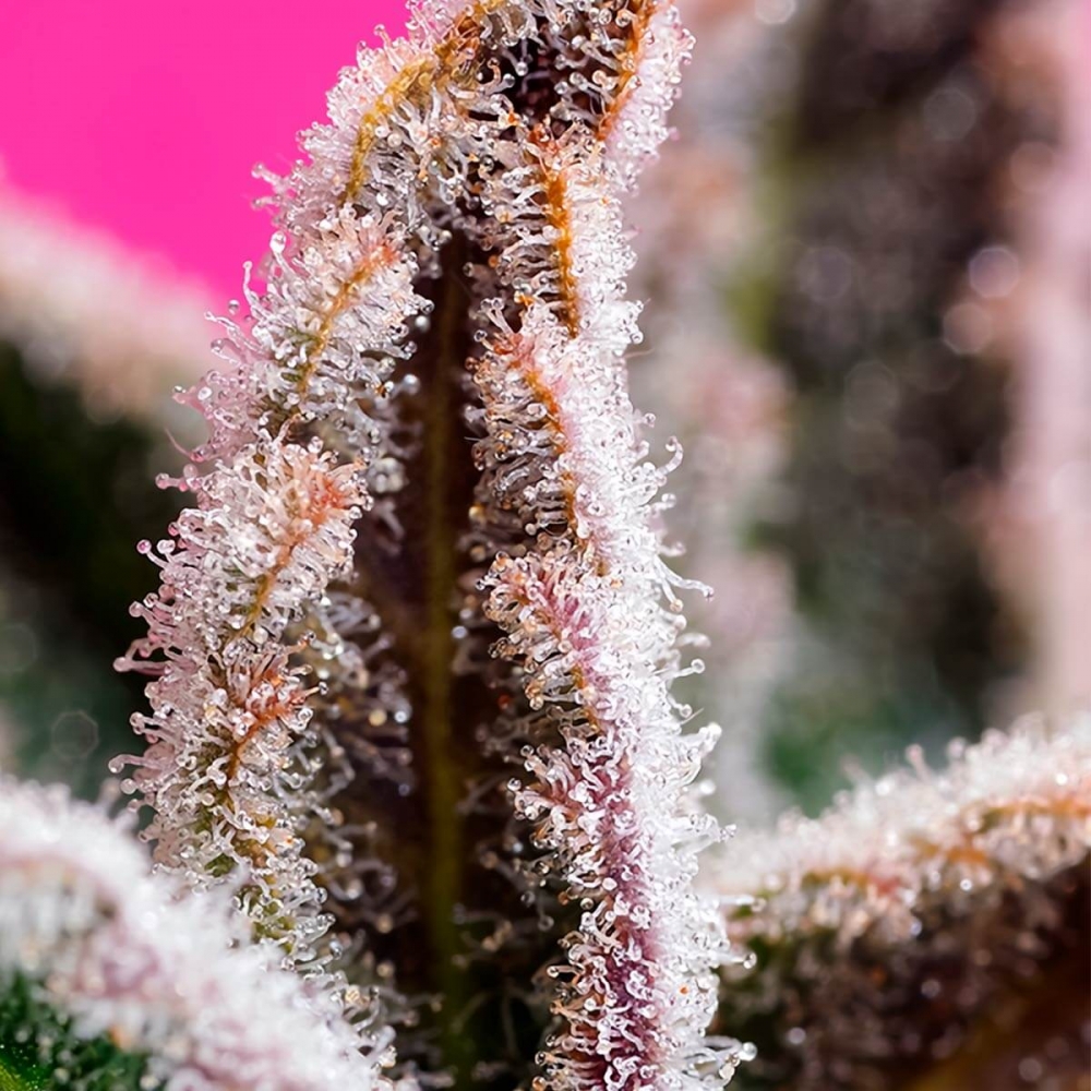 Semillas de marihuana feminizadas autoflorecientes AUTO JEALOUSY Z XL (Sweet Seeds)